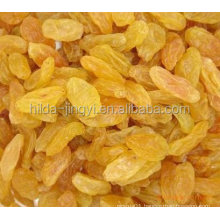 Jumbo pure air dried golden raisins wholesale